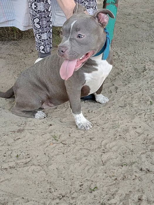 Подрощенные девочки Американский Булли