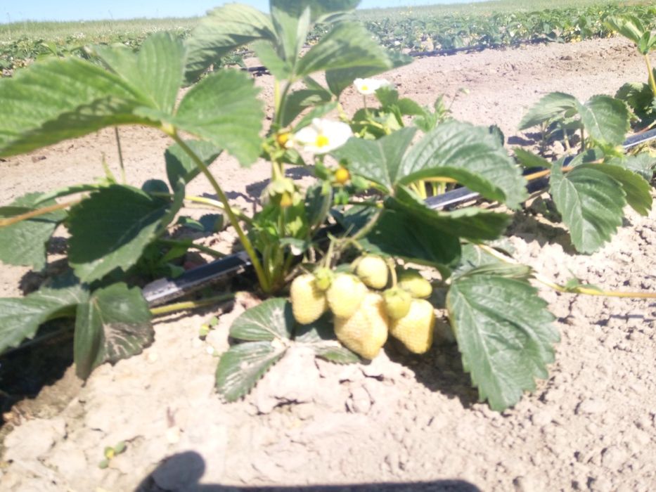 Szkółka sadzonki truskawek