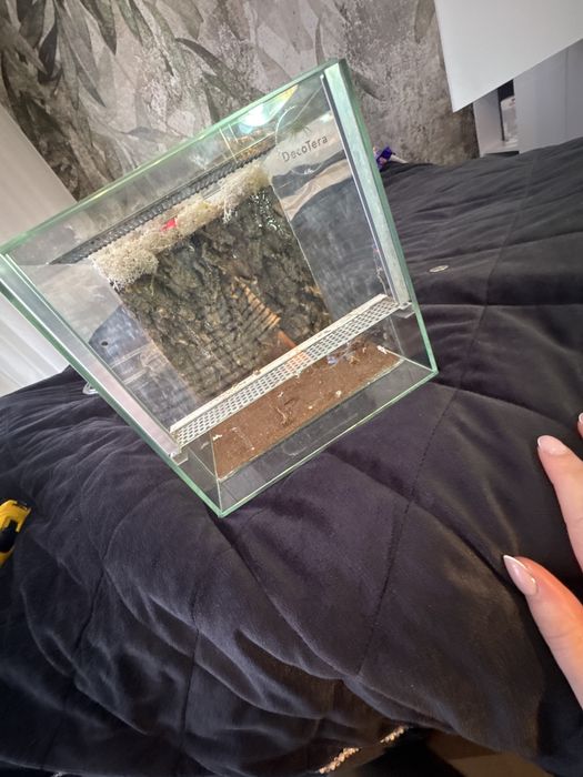 Terrarium dla pajaka