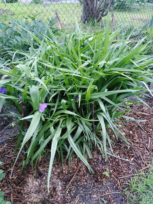 Традесканция садовая, цветущий многолетник