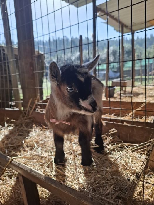 Cabras Micro Anãs (30 a 40cm) - Machos, Fêmeas e Casais