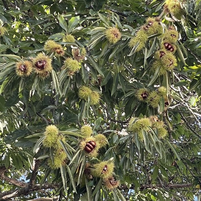 Castanhas Região da Guarda