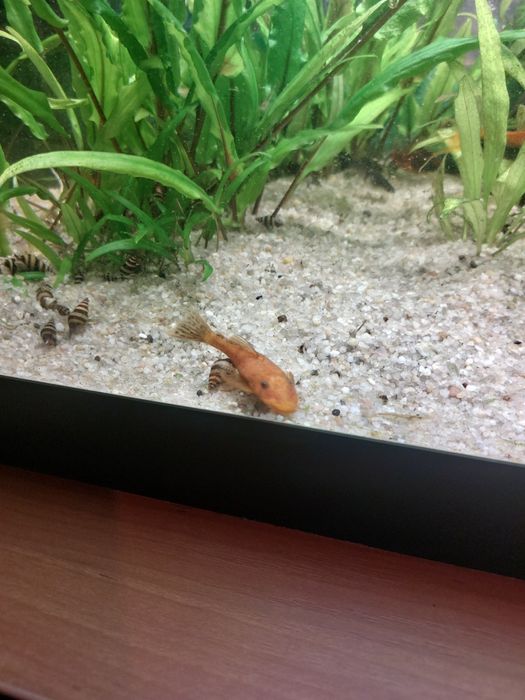 Glonojady ancitrus młoda samica