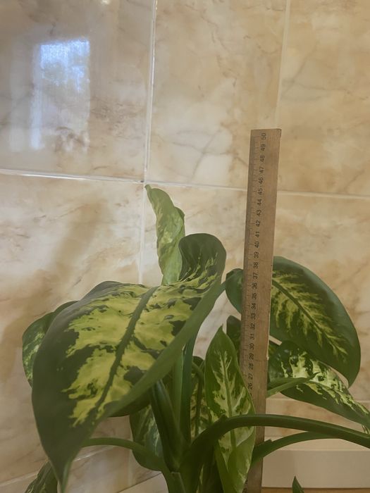 Дифенбахія, дифенбахия