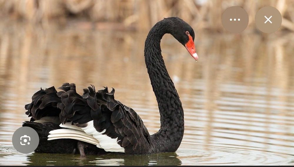 Pawie  czarnoskrzydłe i indyjskie młode i dorosłe. Karolinki. Łabędzie