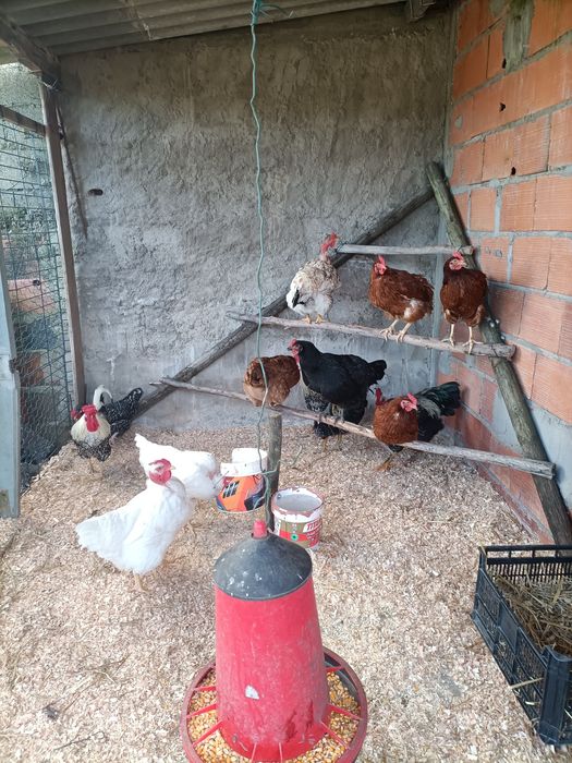 Ovos de Peru e galinha galados