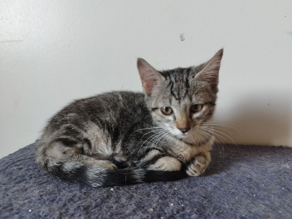 Gatinha bebé para adoção responsável