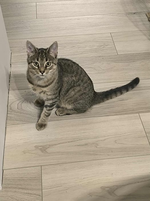 Cudowne 7miesieczne kocurki szukają domu