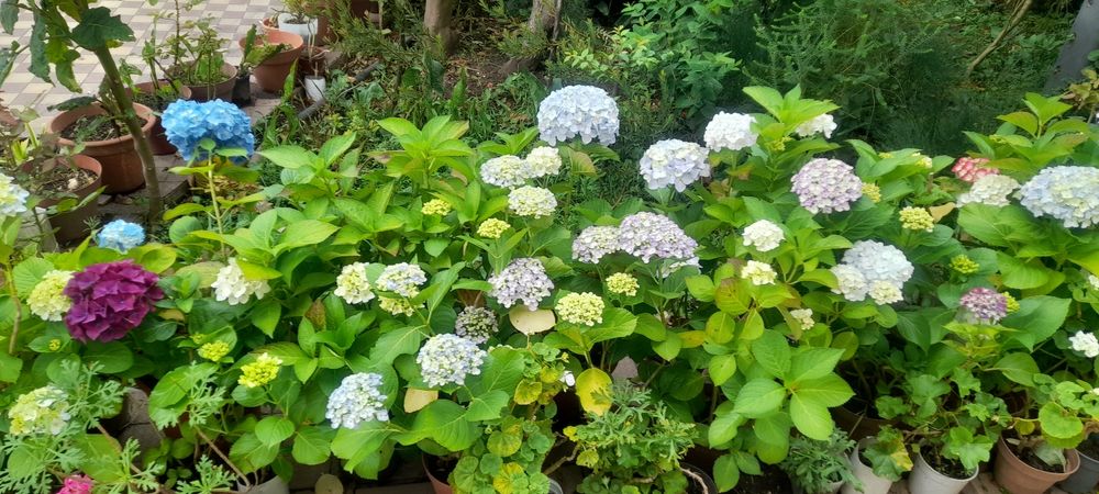 Vasos de Granjas/Hortensias