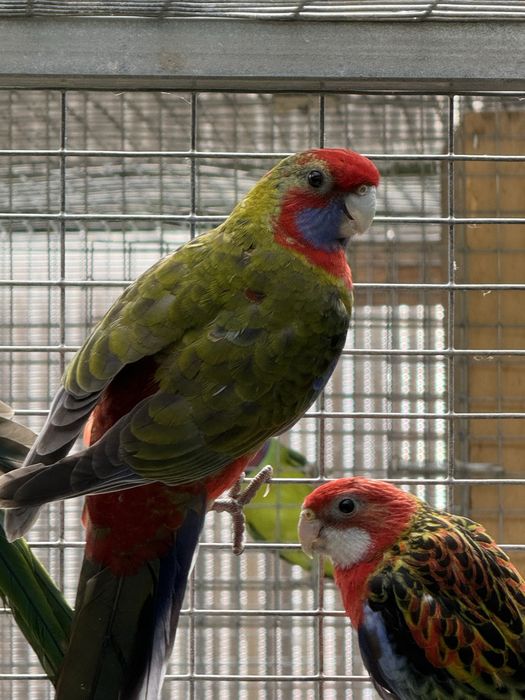 Varias Aves Disponiveis !