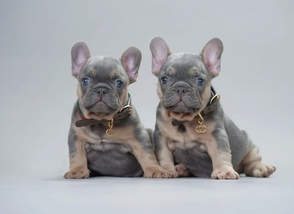 Блакитні   хлопці !