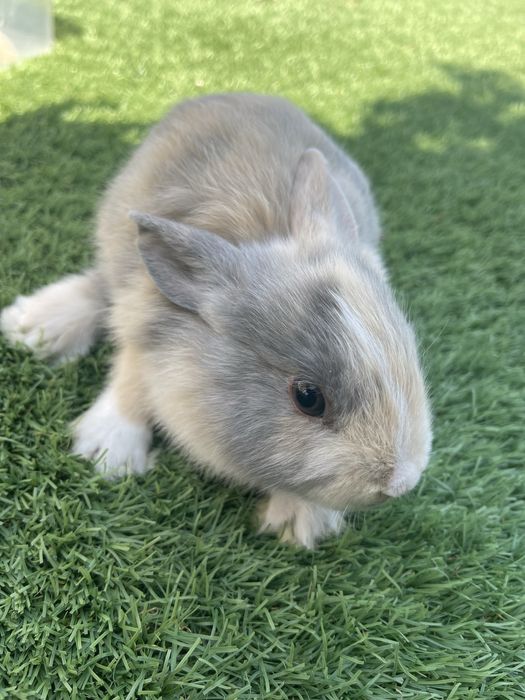 Coelhos mini toy