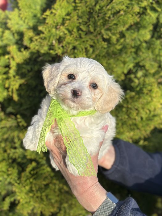 Красивый мальтипу в нежном окрасе