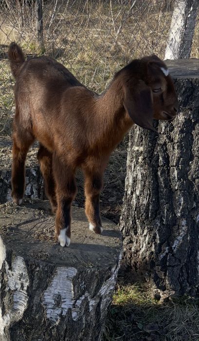 Козенята. Англо-нубійські кізки