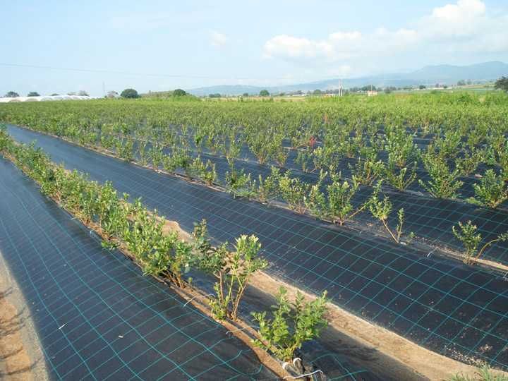 Агротканина, щільність 70, 90, 110, 135 г/м². Ширина 0.4 - 3,2м