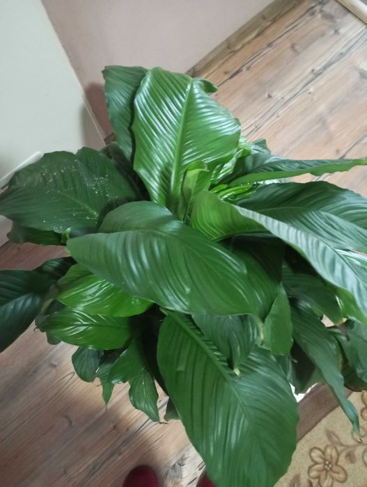 Duży skrzydłokwiat w doniczce