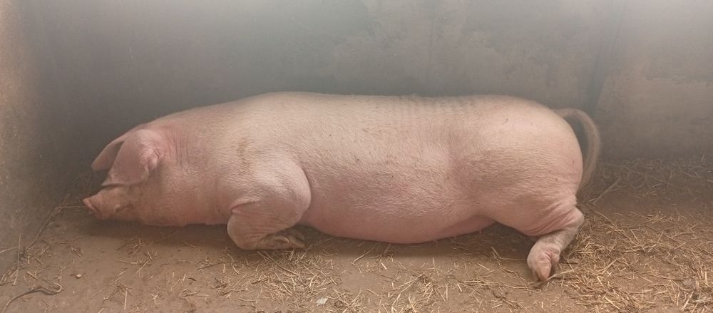 Porca caseira de engorda