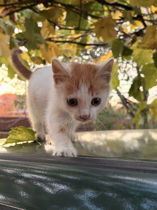 Віддам котиків в хороші руки. Два хлопчика