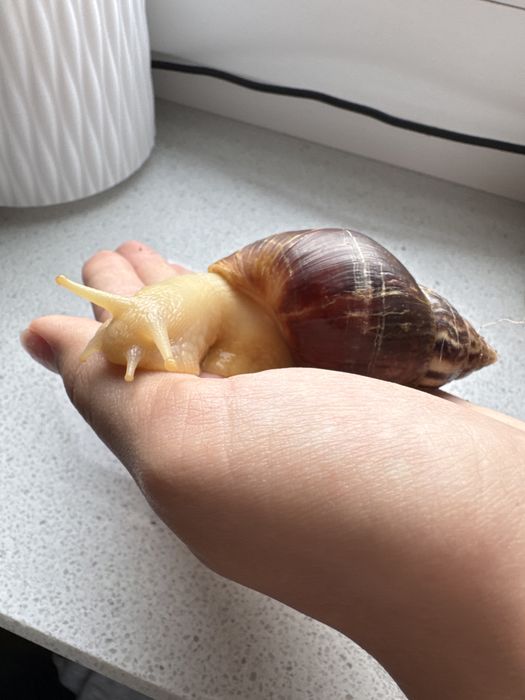 Ślimaki Achatina fulica Albino – 8 miesięcy, 7–8 cm