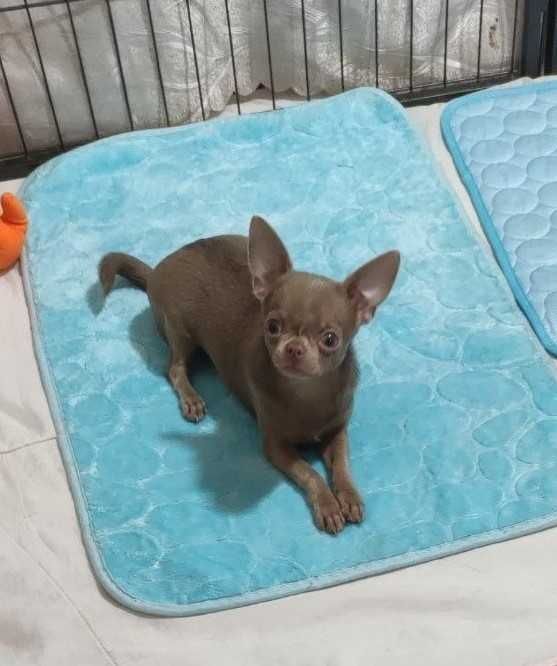 Файна чихуахуа- лілова  міні.