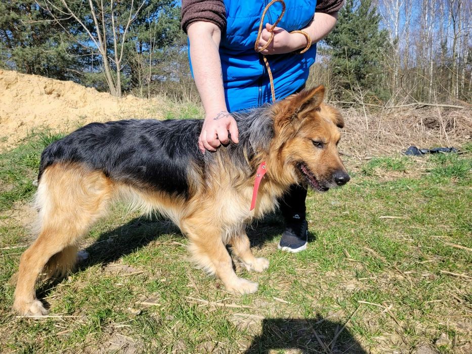 Piękny Max do adopcji