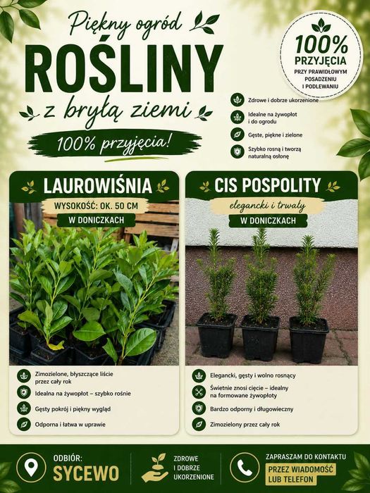 Piękne laurowiśnie