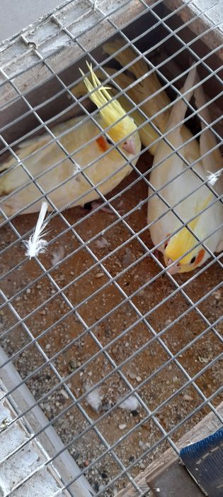 Caturras lutinas pérola
