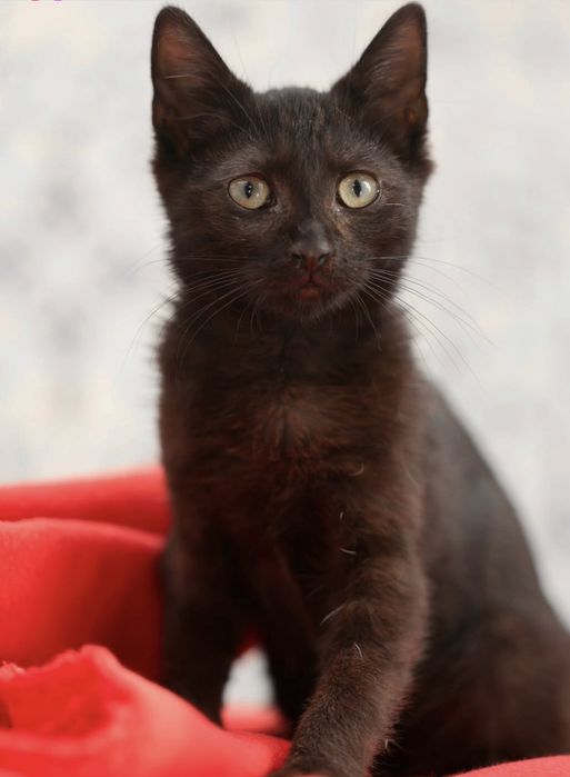 Kociaki do adopcji