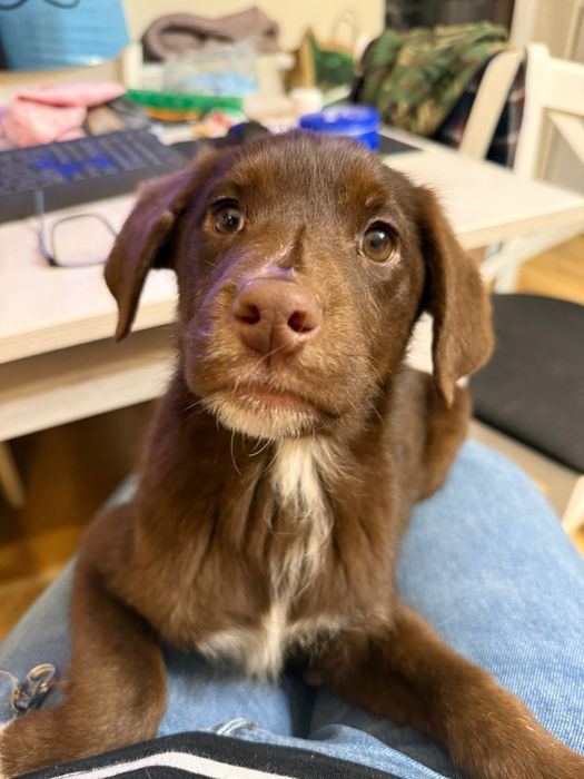 Snoop - szczeniak do adopcji