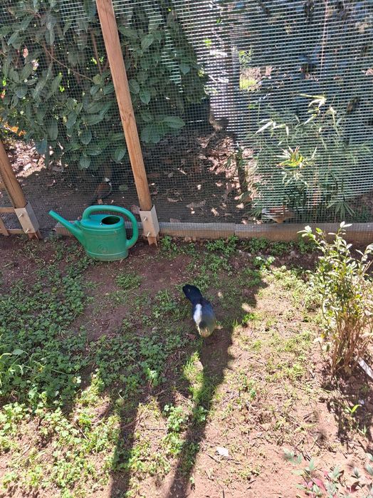 Fêmea de turaco leucotis