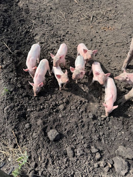 Продам поросят різного віку різної ваги 100 грн/кг