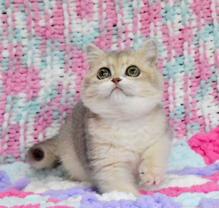 Золотая голубая шиншилла, кошечка, продажа