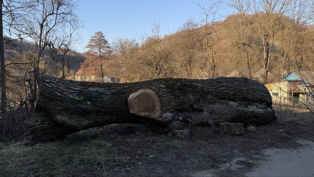 Масив грецького горіха (кругляк)