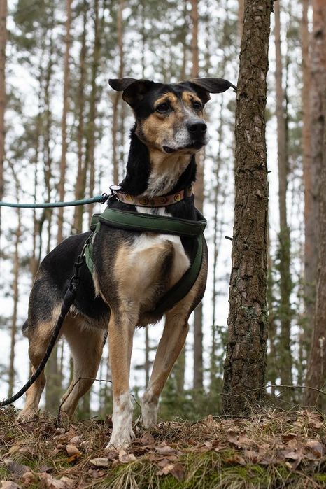Wrażliwy, wspaniały pies szuka kochającego człowieka
