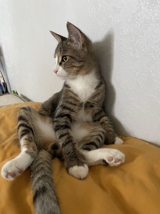 Дуже ніжний котик шукає родину