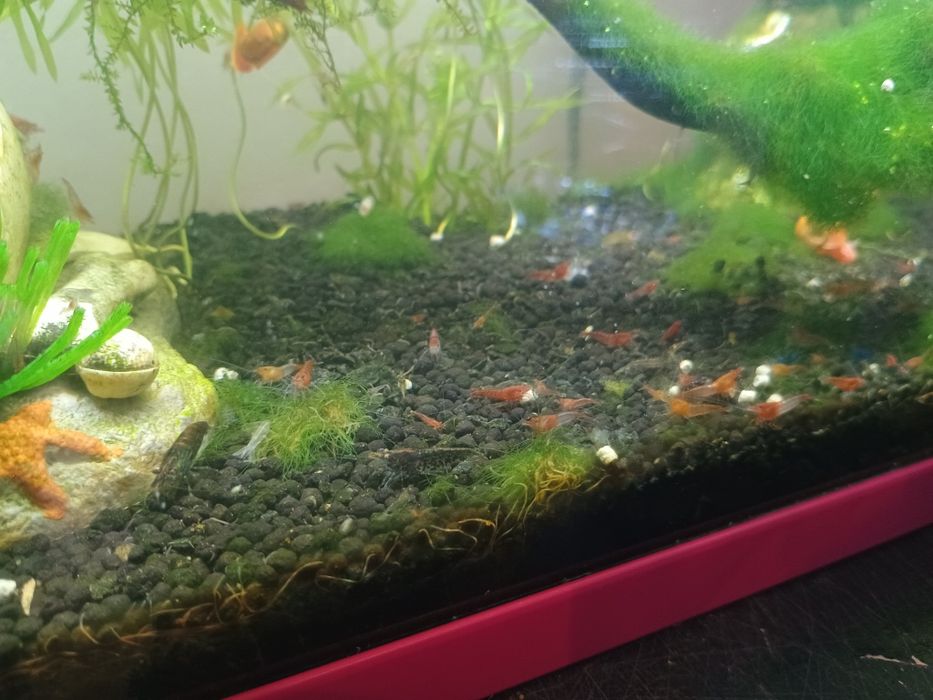 Camarões neocaridina sortidos