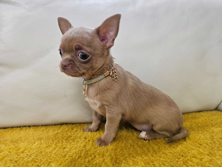 Isabellowa malutka chihuahua