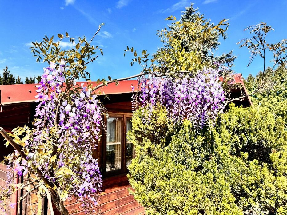 Glicynia kwiecista 'Ludwik Lawin' (Wisteria floribunda) Ludwig 2L