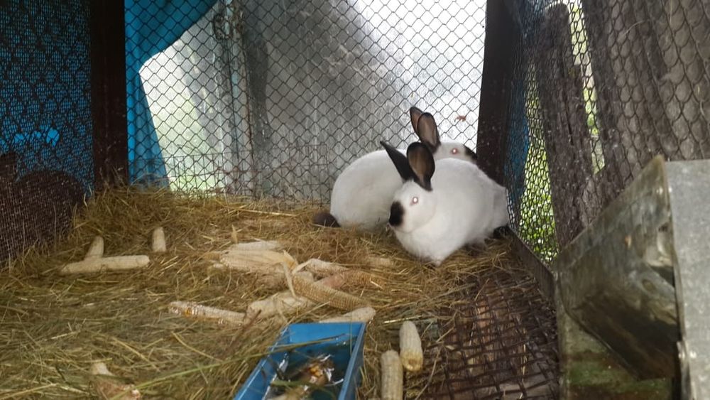 Кролики живым весом и мясо