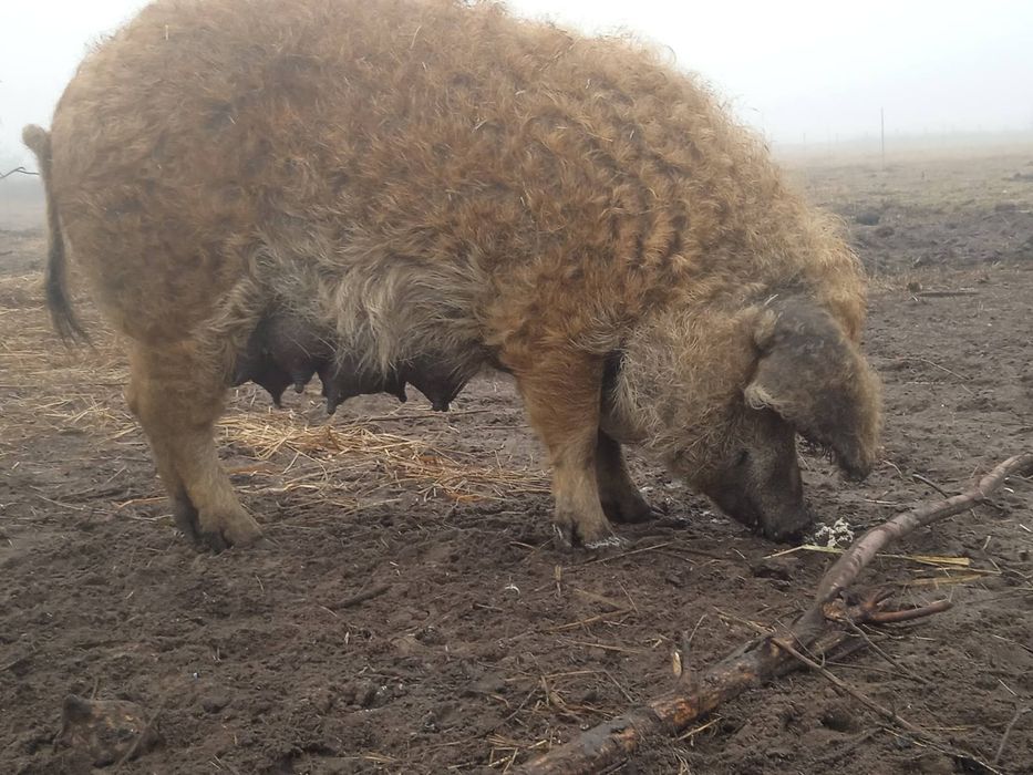 Угорська кучерява мангалиця 100% червона