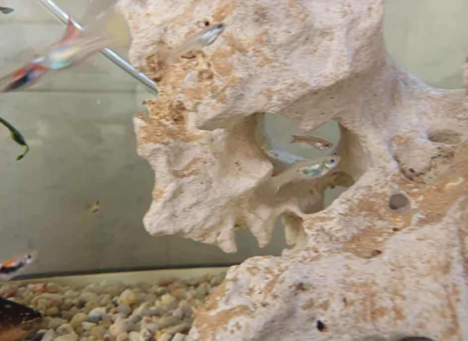 Peixes guppys machos e fêmeas