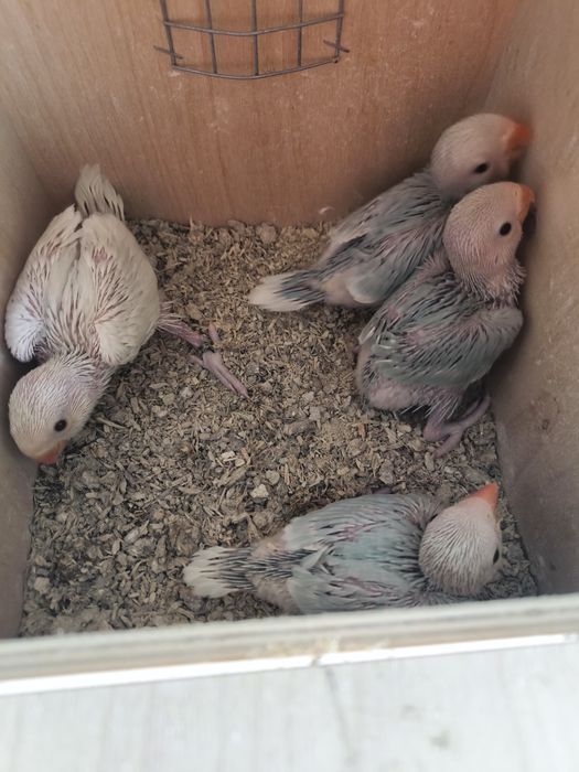 Ring necks para domesticar