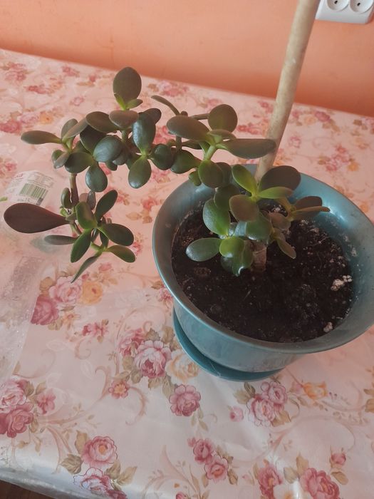 Продаються вазони різні