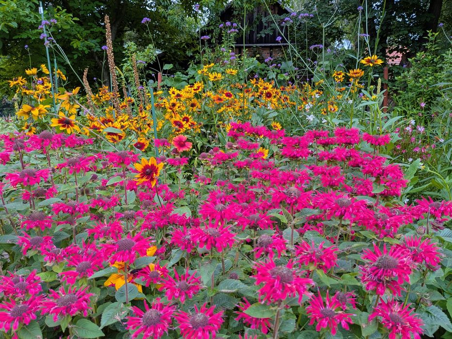 Rudbekia, kocimiętka, pysznogłówki, dużo innych