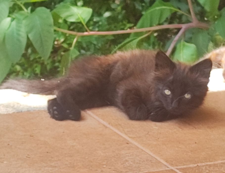 Gato para adoção