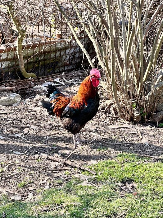 Sprzedam koguty Maransòw