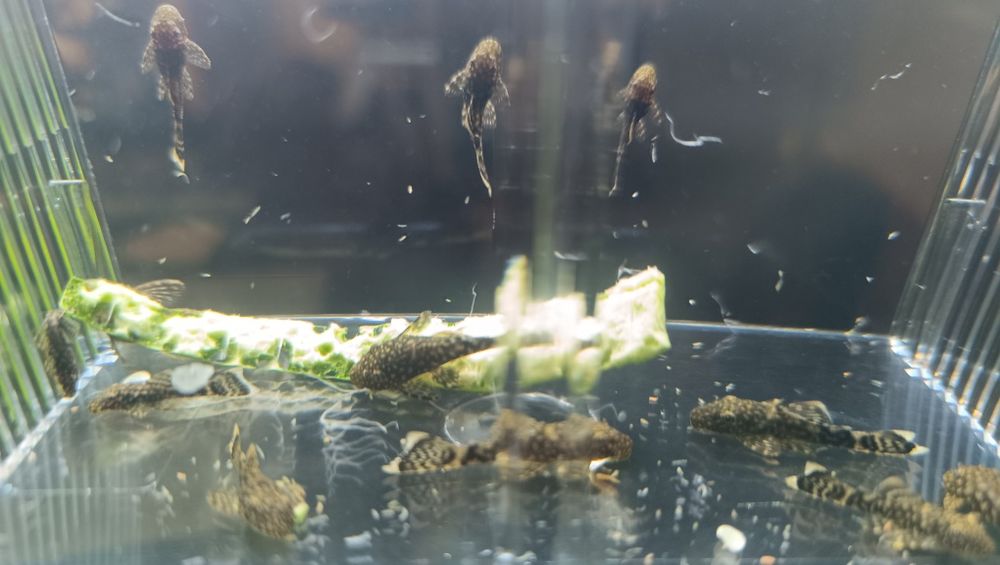 Ancistrus juvenis 3cm