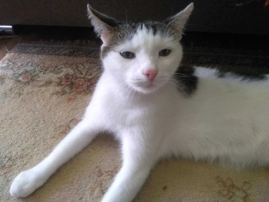 Filipek czeka na dom