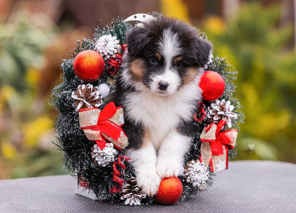 Цуценя з проф розплідника Австралійських Вівчарок