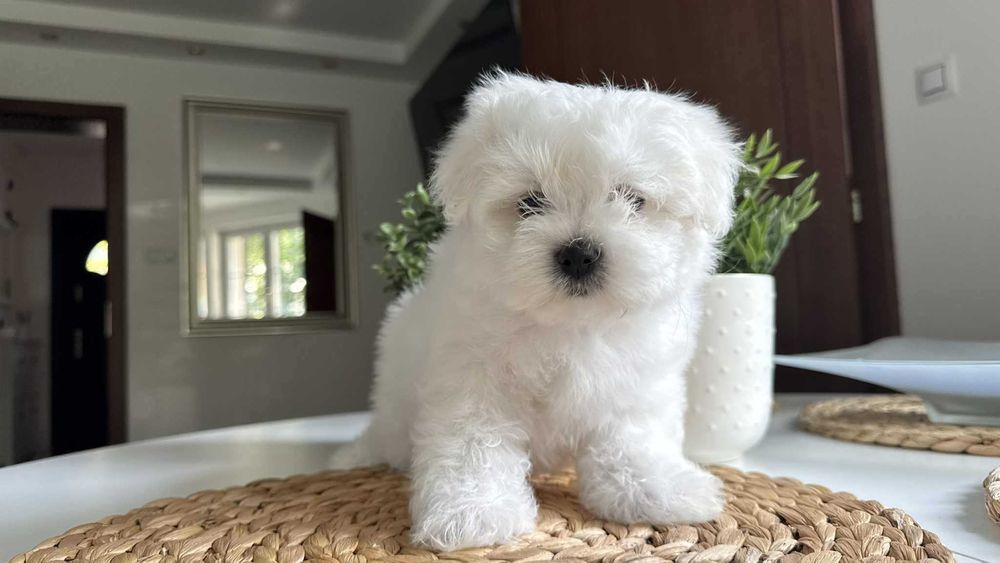 Chłopczyk Mini Maltańczyk z Rodowodem